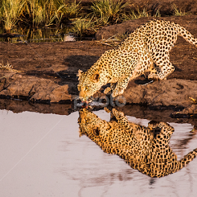 Leopard Drinking by Nigel Atkins - Animals Lions, Tigers & Big Cats