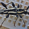 Long Horn beetle