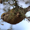 Red Crossbill