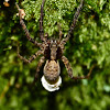 Fishing spider (female with egg-sac)