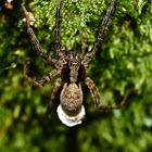 Fishing spider (female with egg-sac)