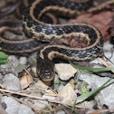 Eastern Garter Snake