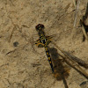Ornate Pennant Dragonfly