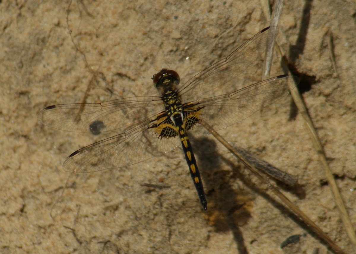 Ornate Pennant Dragonfly