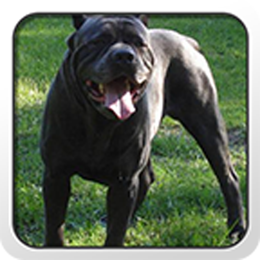 Cane Corso Theme - Nova/ADW/GO LOGO-APP點子