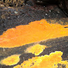 Irridescent orange crust fungus