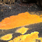 Irridescent orange crust fungus
