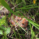 Corn snake