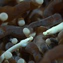 Mushroom Coral Pipefish