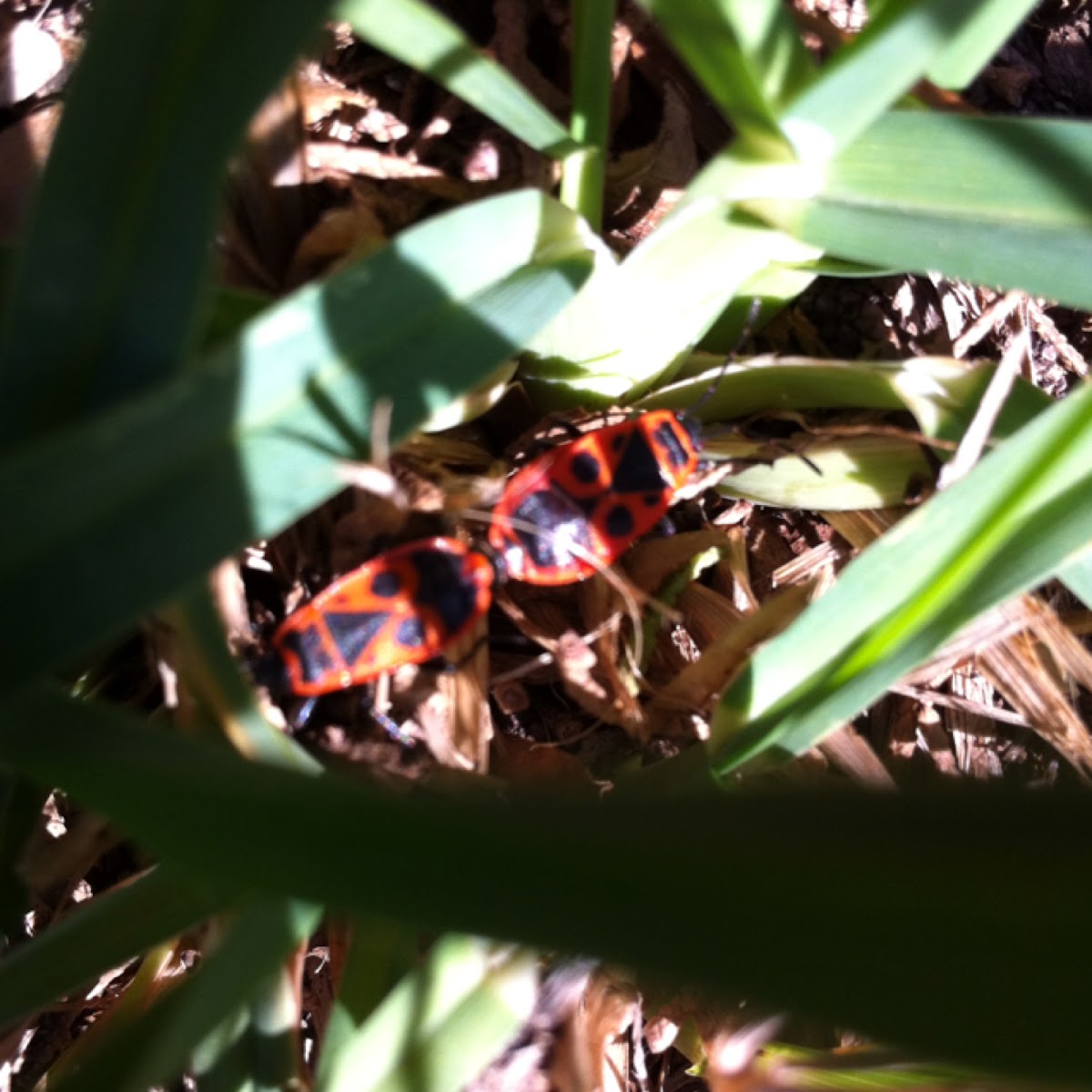 Japanese Red Bug