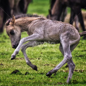 Very young Foal by Friedhelm Peters - Animals Horses