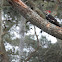 Pileated Woodbecker