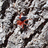 Red and Black spider