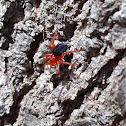 Red and Black spider