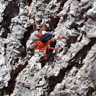 Red and Black spider