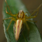 Lynx Spider