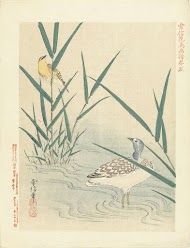 Watervogel kijkend naar gele zangvogel