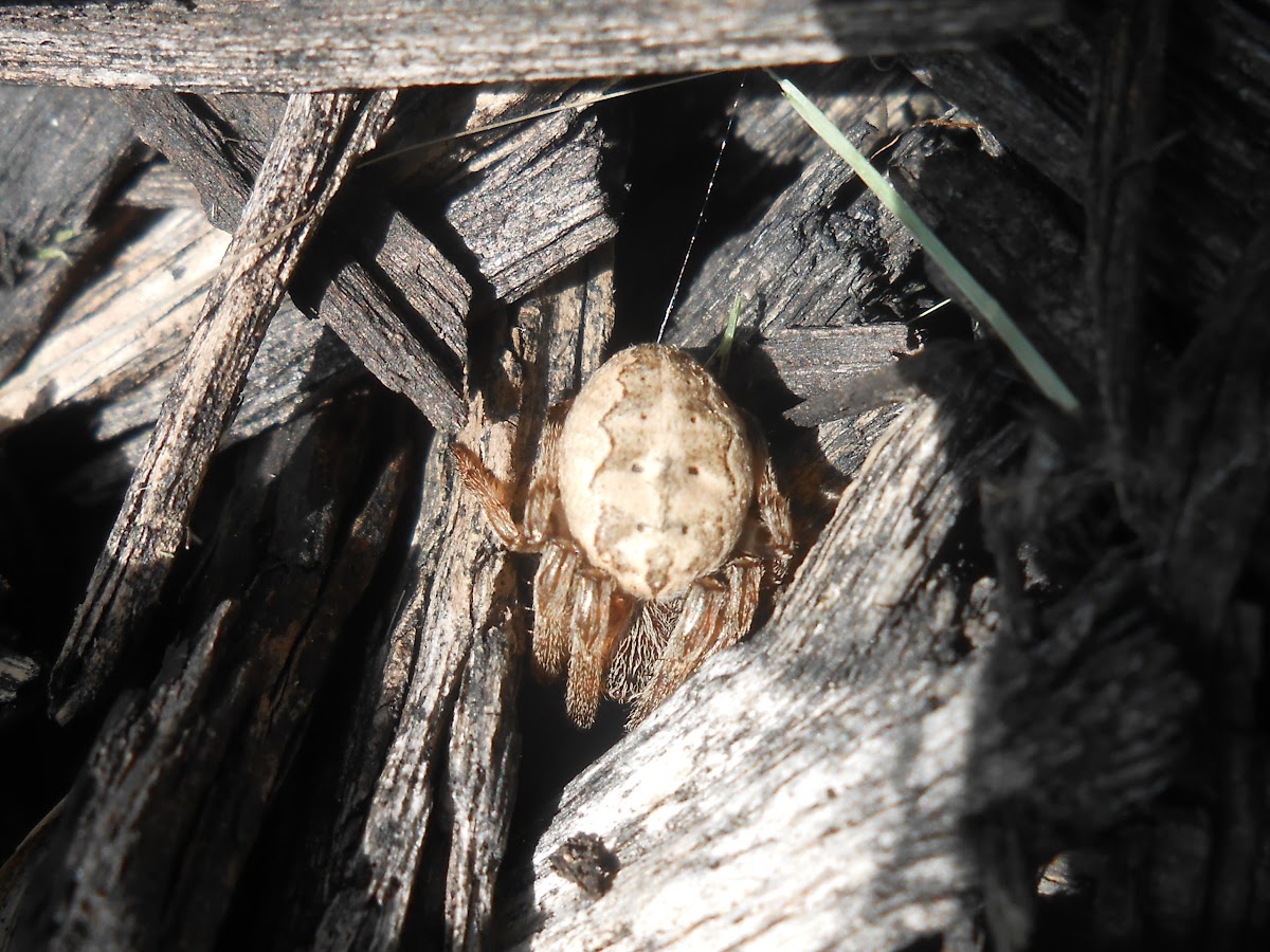 Marbled Spider