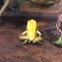 Black legged poison dart frog