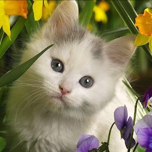 Kittens Jigsaw Puzzle.apk 1.0