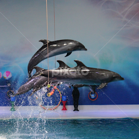 by Muhammed Owais Ashraf - Animals Sea Creatures