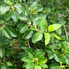Short-leaf Fig