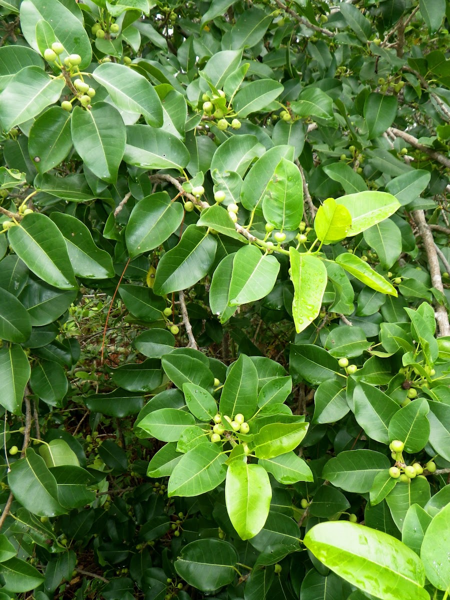 Short-leaf Fig