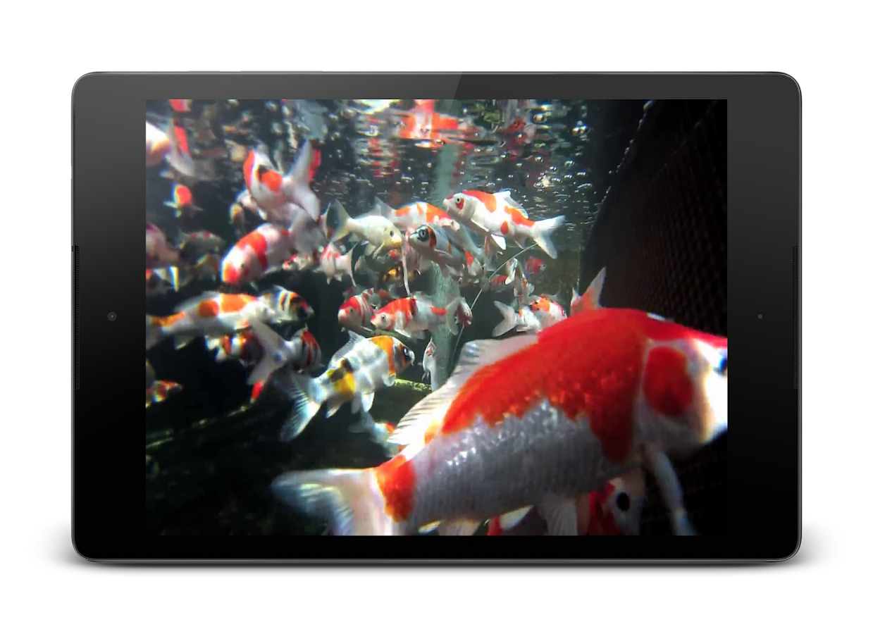 Koi HD Wallpaper Hidup Apl Android Di Google Play Koi HD Wallpaper Hidup Apl Android Di Google Play