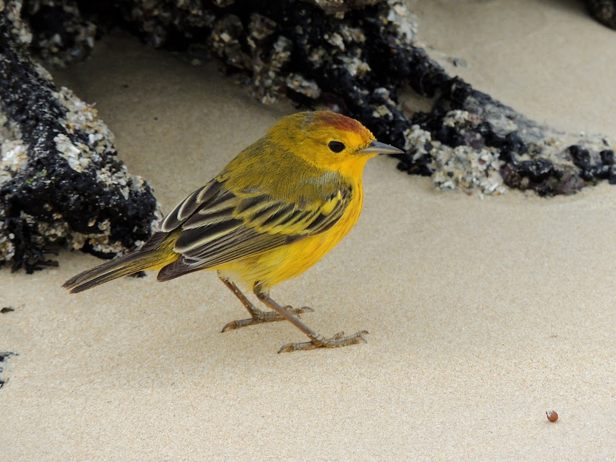 American yellow warbler (male)
