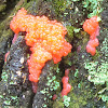 Red raspberry slime mold