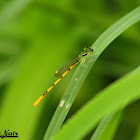 Citrine Forktail Dragonfly
