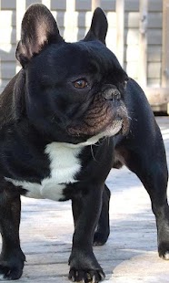 How to get French Bulldogs HD Wallpapers lastet apk for android