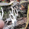 candlestick fungus, the candlesnuff fungus, carbon antlers, or the stag's horn fungus