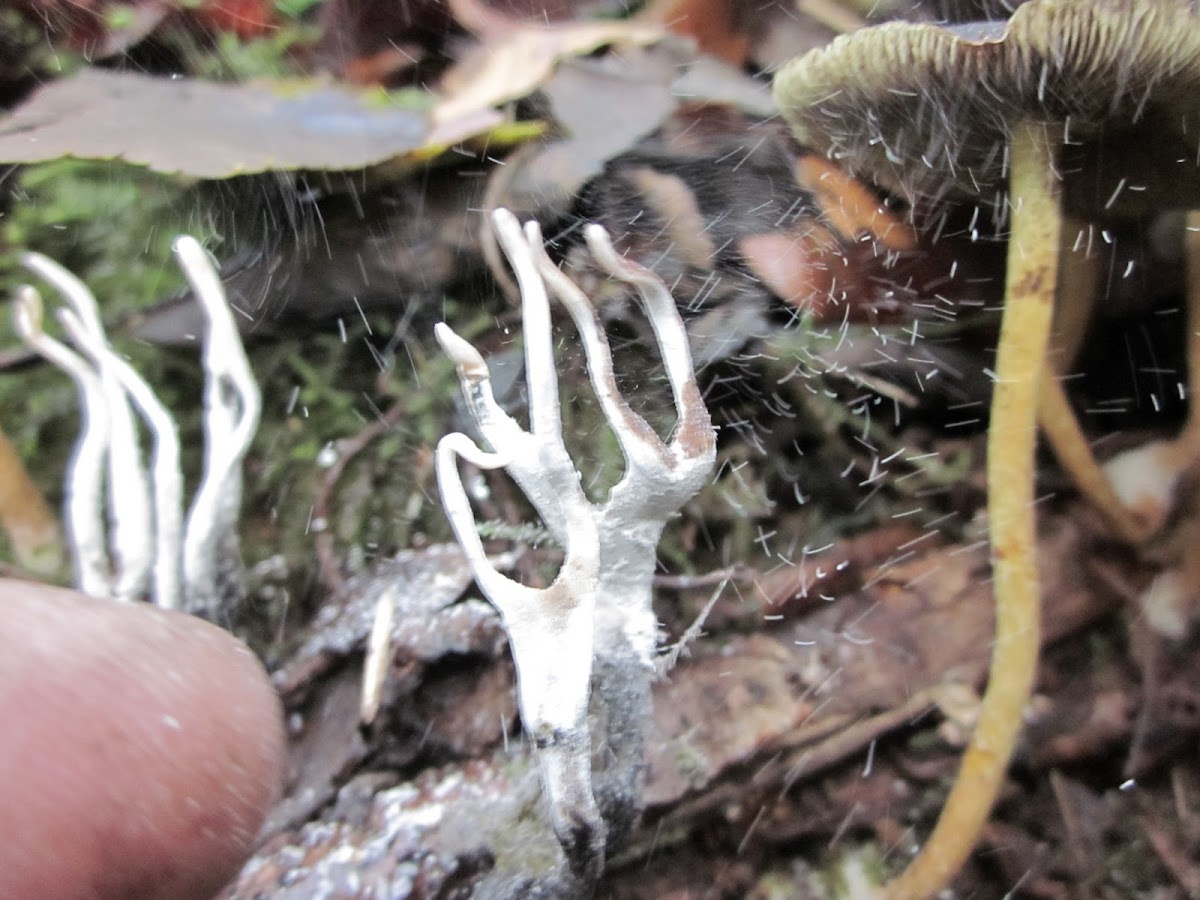 candlestick fungus, the candlesnuff fungus, carbon antlers, or the stag's horn fungus