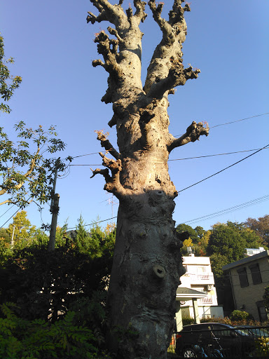 Portal - 三輪巨木