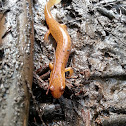 Northern spring salamander
