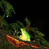 台北樹蛙（Taipei tree frog）