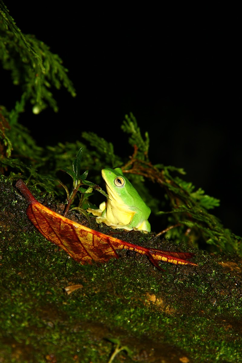 台北樹蛙（Taipei tree frog）
