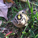 Golden-crowned Kinglet