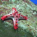 Red-Knobbed Starfish