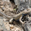 Eastern Fence Lizard