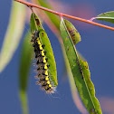 Clymene Moth caterpillar