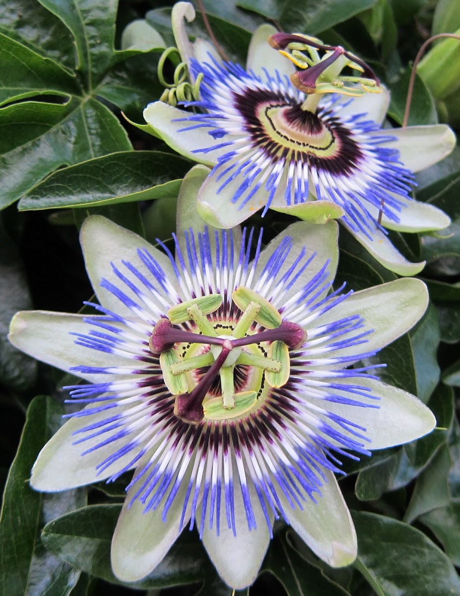 White Passion Flowers