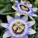 White Passion Flowers