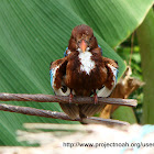 White-throated Kingfisher / மீன் கொத்தி பறவை