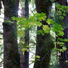 Big Leaf Maple