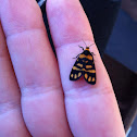Lydia Lichen Moth