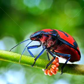 Jewel Bug by Percy Photography - Animals Insects & Spiders