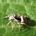 Zebra Jumper