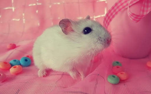 Puzzle - Cute Hamsters